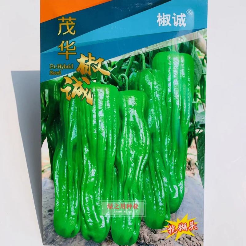 茂华椒诚抗糊头辣椒种子大果型薄皮泡椒种子高产皮薄味辣