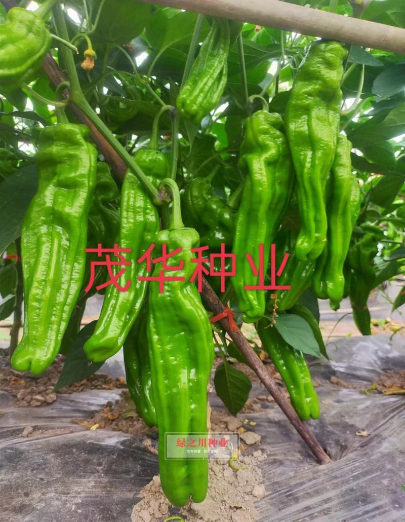 茂华椒诚抗糊头辣椒种子大果型薄皮泡椒种子高产皮薄味辣