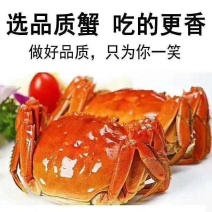 产地发货大闸蟹母蟹现捕现发整车冷链价格可议