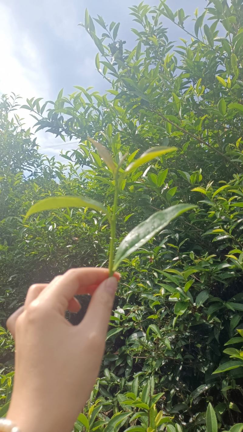 凤凰单丛功夫茶