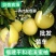 琯溪蜜柚红心柚子三红柚福建直发接社团平台代发市场