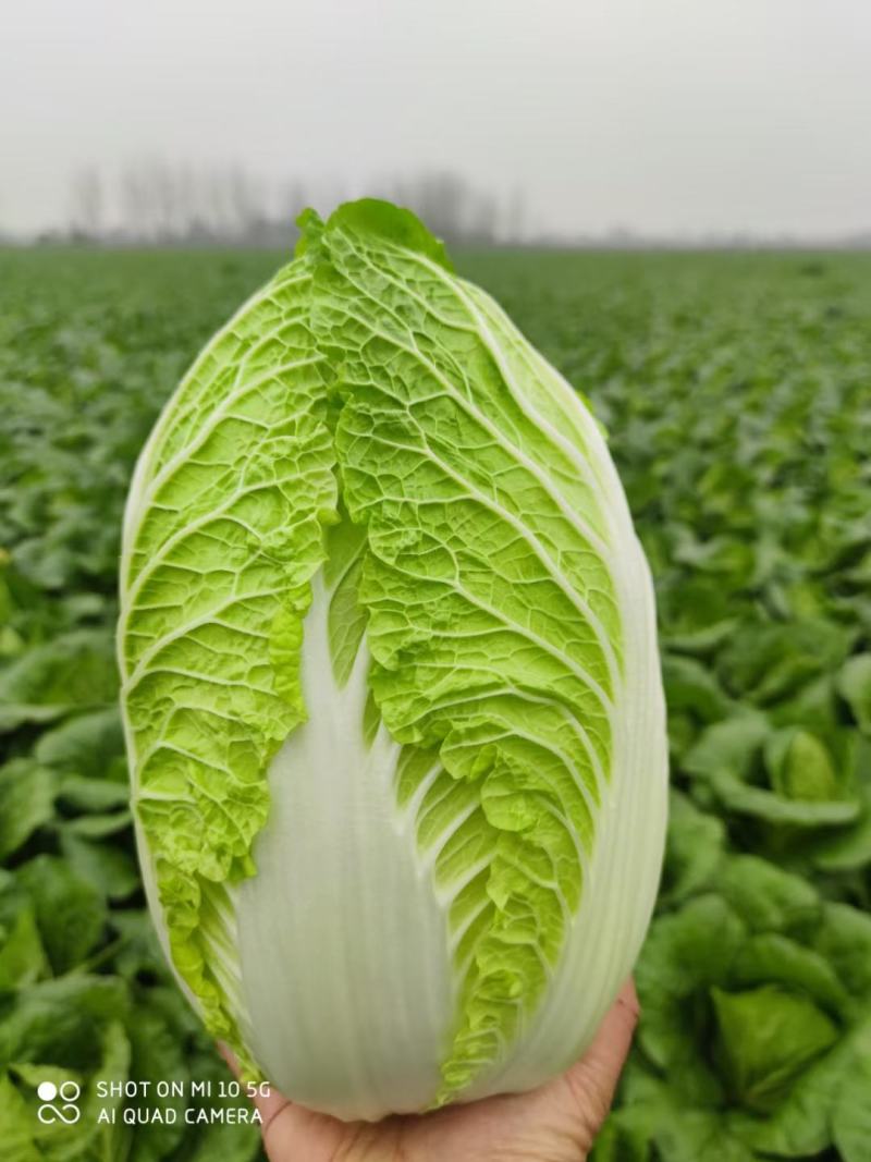 精品大白菜，矮颗黄心白菜，支持各种包装，支持合园包地服务