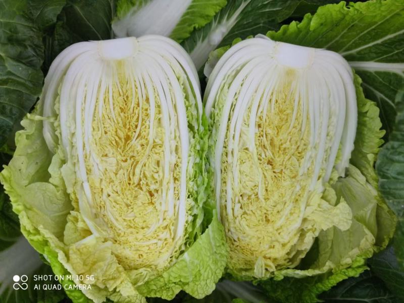 精品大白菜，矮颗黄心白菜，支持各种包装，支持合园包地服务
