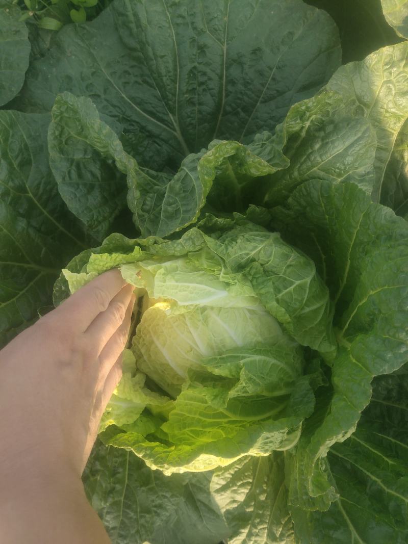 精品大白菜，矮颗黄心白菜，支持各种包装，支持合园包地服务
