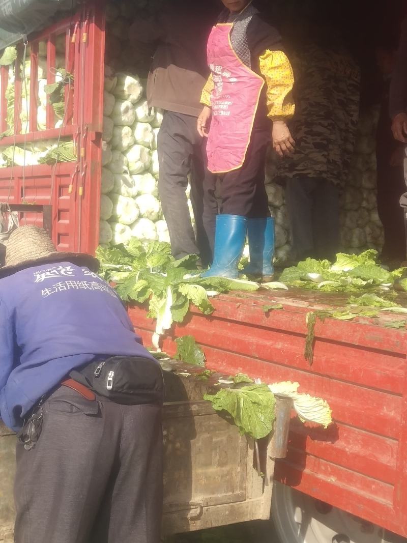 精品大白菜，矮颗黄心白菜，支持各种包装，支持合园包地服务