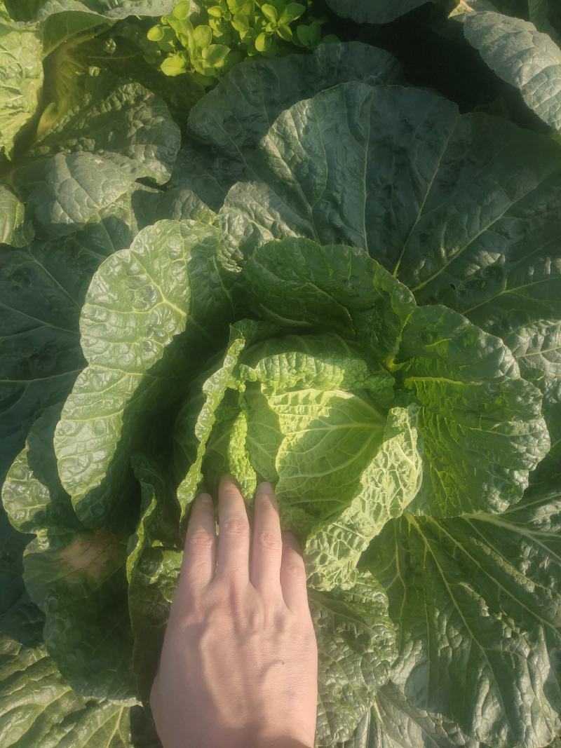 精品大白菜，矮颗黄心白菜，支持各种包装，支持合园包地服务