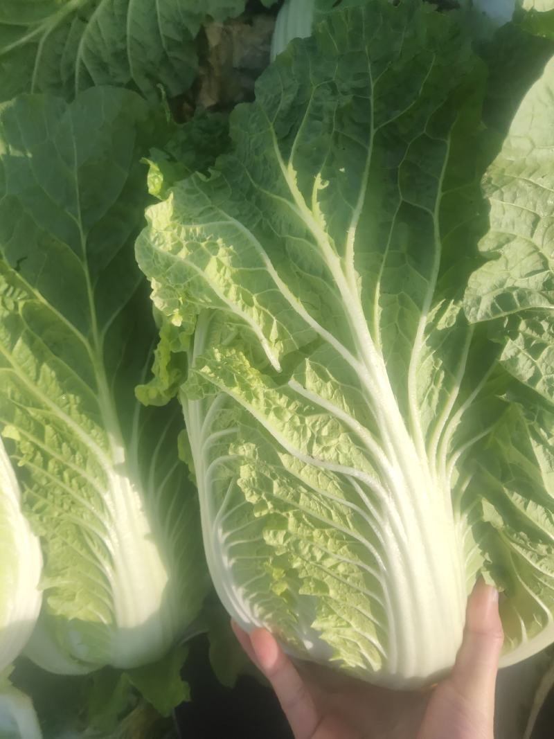 精品大白菜，矮颗黄心白菜，支持各种包装，支持合园包地服务