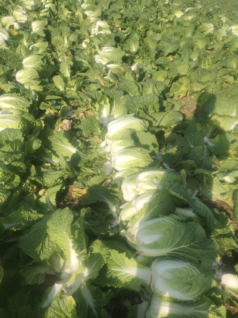 精品大白菜，矮颗黄心白菜，支持各种包装，支持合园包地服务