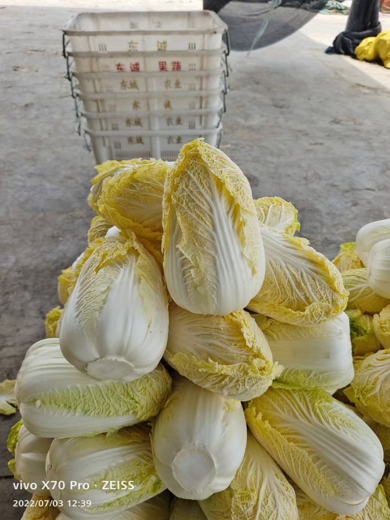 精品大白菜，矮颗黄心白菜，支持各种包装，支持合园包地服务