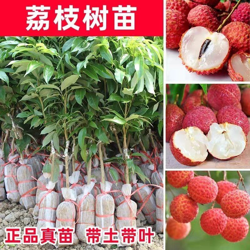 荔枝树苗无核荔枝苗桂味荔枝苗妃子笑荔枝苗仙进奉荔枝苗