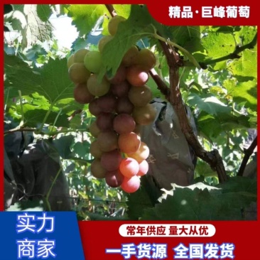 精选巨峰葡萄一手货源产地直发大量供应欢迎老板来电