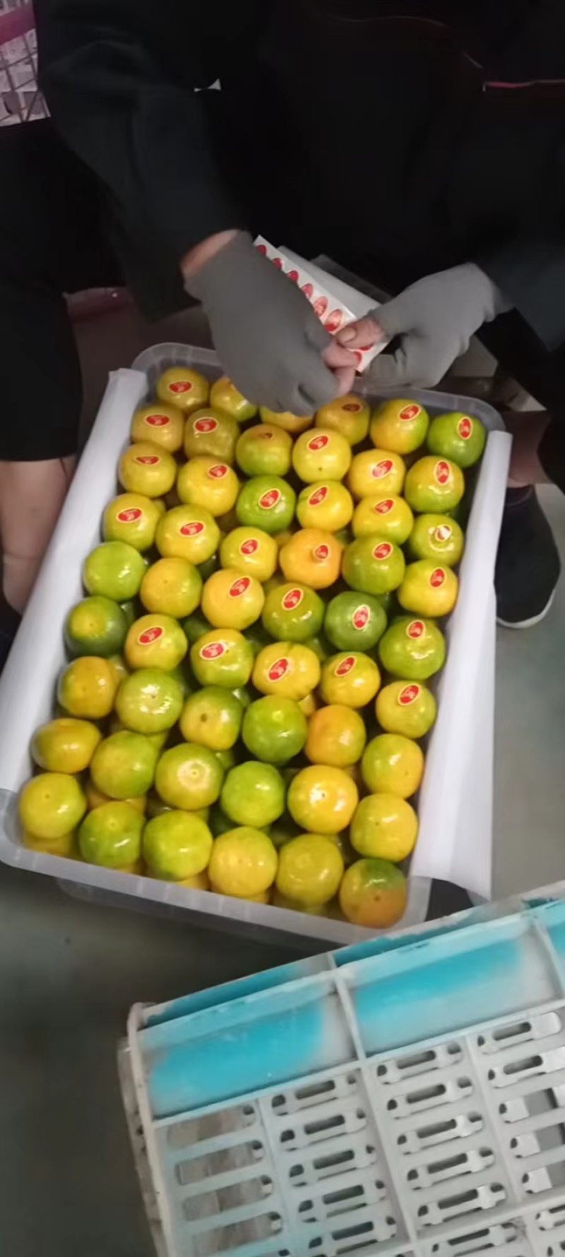 宜昌特早蜜桔柑橘大量供货质美价优诚信生意走货便利