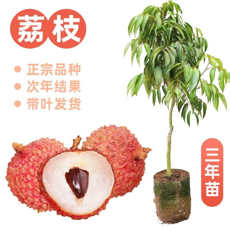 荔枝树苗无核荔枝苗桂味荔枝苗妃子笑荔枝苗仙进奉荔枝苗