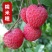 荔枝树苗无核荔枝苗桂味荔枝苗妃子笑荔枝苗仙进奉荔枝苗
