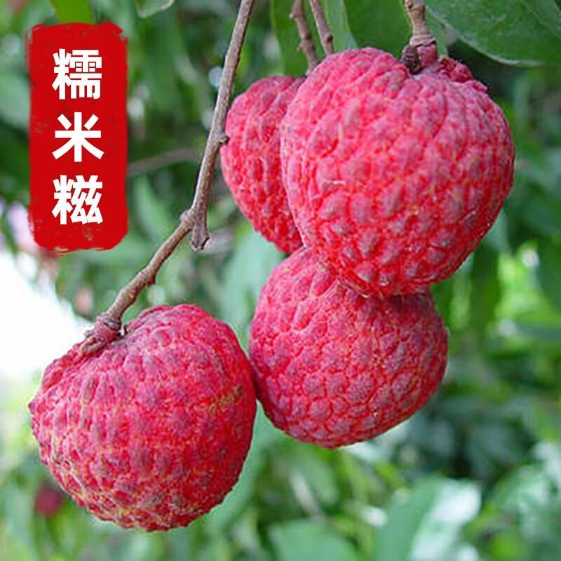 荔枝树苗无核荔枝苗桂味荔枝苗妃子笑荔枝苗仙进奉荔枝苗