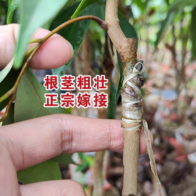 荔枝树苗无核荔枝苗桂味荔枝苗妃子笑荔枝苗仙进奉荔枝苗