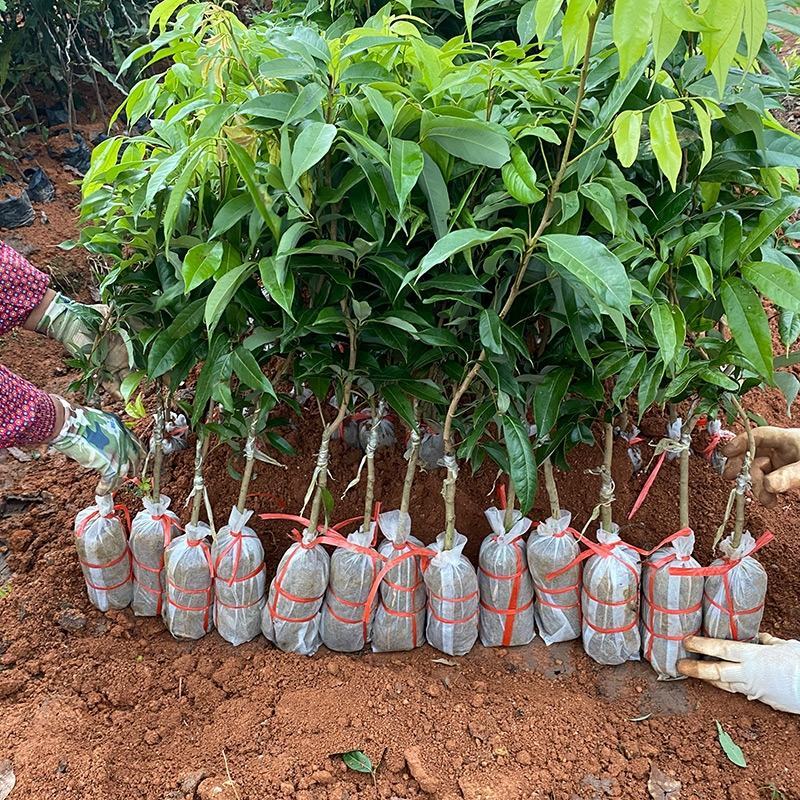 荔枝树苗无核荔枝苗桂味荔枝苗妃子笑荔枝苗仙进奉荔枝苗