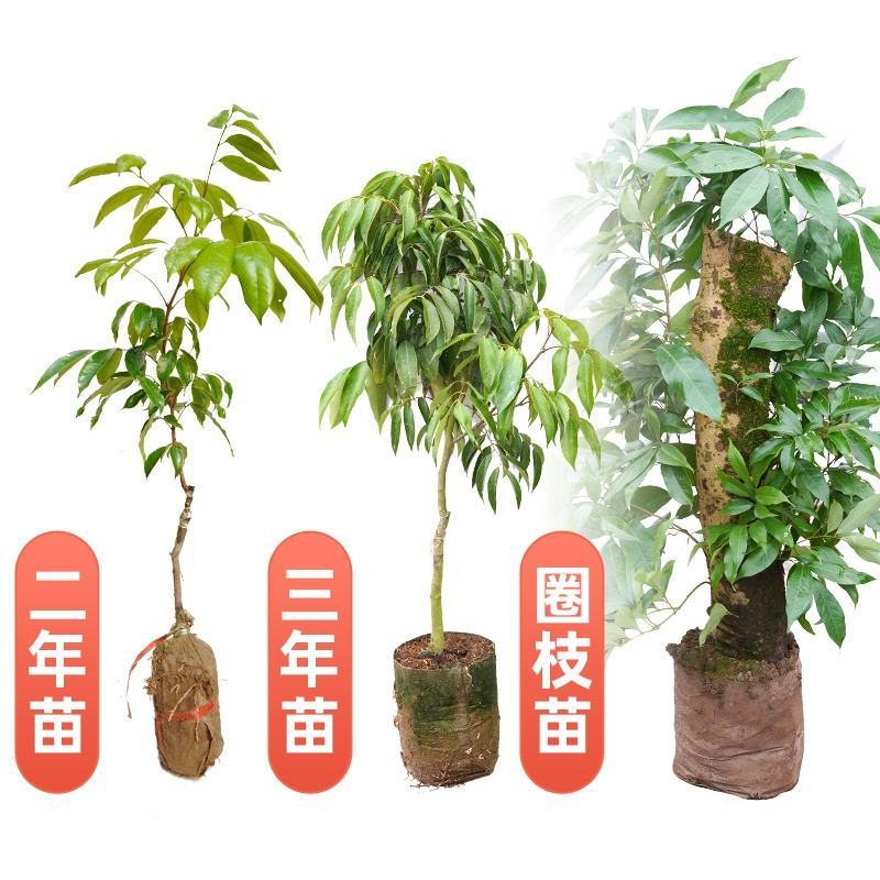 荔枝树苗无核荔枝苗桂味荔枝苗妃子笑荔枝苗仙进奉荔枝苗