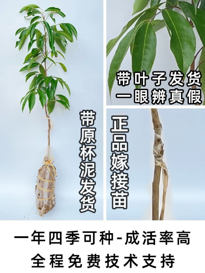 荔枝树苗无核荔枝苗桂味荔枝苗妃子笑荔枝苗仙进奉荔枝苗