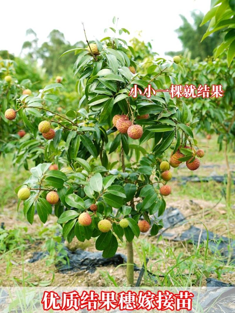 荔枝树苗无核荔枝苗桂味荔枝苗妃子笑荔枝苗仙进奉荔枝苗