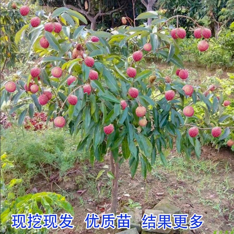 荔枝树苗无核荔枝苗桂味荔枝苗妃子笑荔枝苗仙进奉荔枝苗