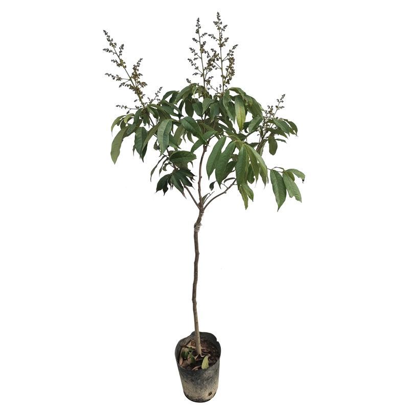 荔枝树苗无核荔枝苗桂味荔枝苗妃子笑荔枝苗仙进奉荔枝苗