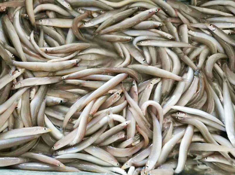 海泥鳅玉筋鱼冻海泥鳅鲜度好，大小均匀纯净无杂质