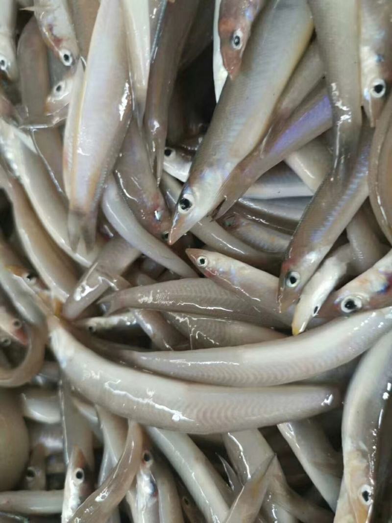 海泥鳅玉筋鱼冻海泥鳅鲜度好，大小均匀纯净无杂质