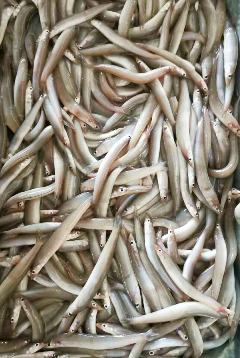 海泥鳅玉筋鱼冻海泥鳅鲜度好，大小均匀纯净无杂质