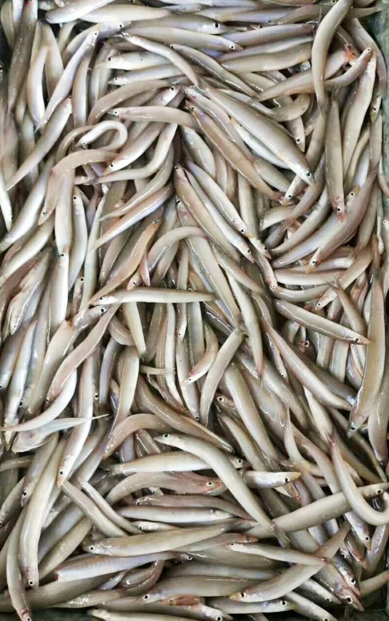 海泥鳅玉筋鱼冻海泥鳅鲜度好，大小均匀纯净无杂质