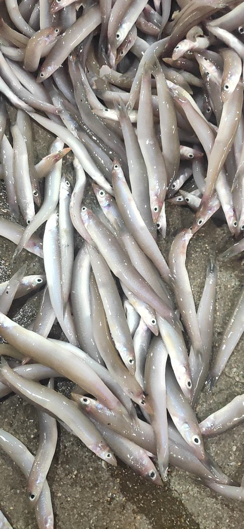 海泥鳅玉筋鱼冻海泥鳅鲜度好，大小均匀纯净无杂质