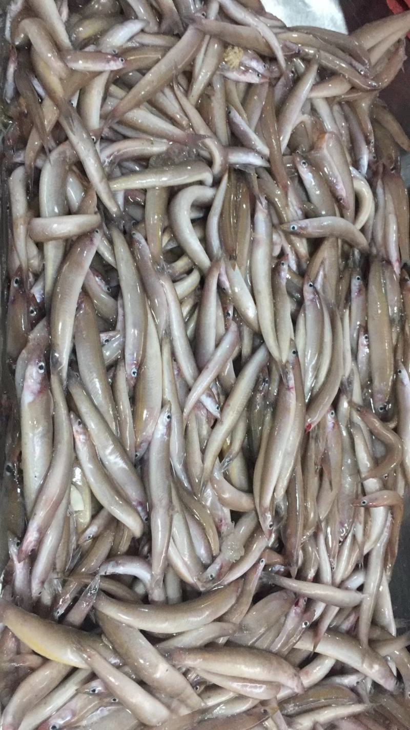 海泥鳅玉筋鱼冻海泥鳅鲜度好，大小均匀纯净无杂质