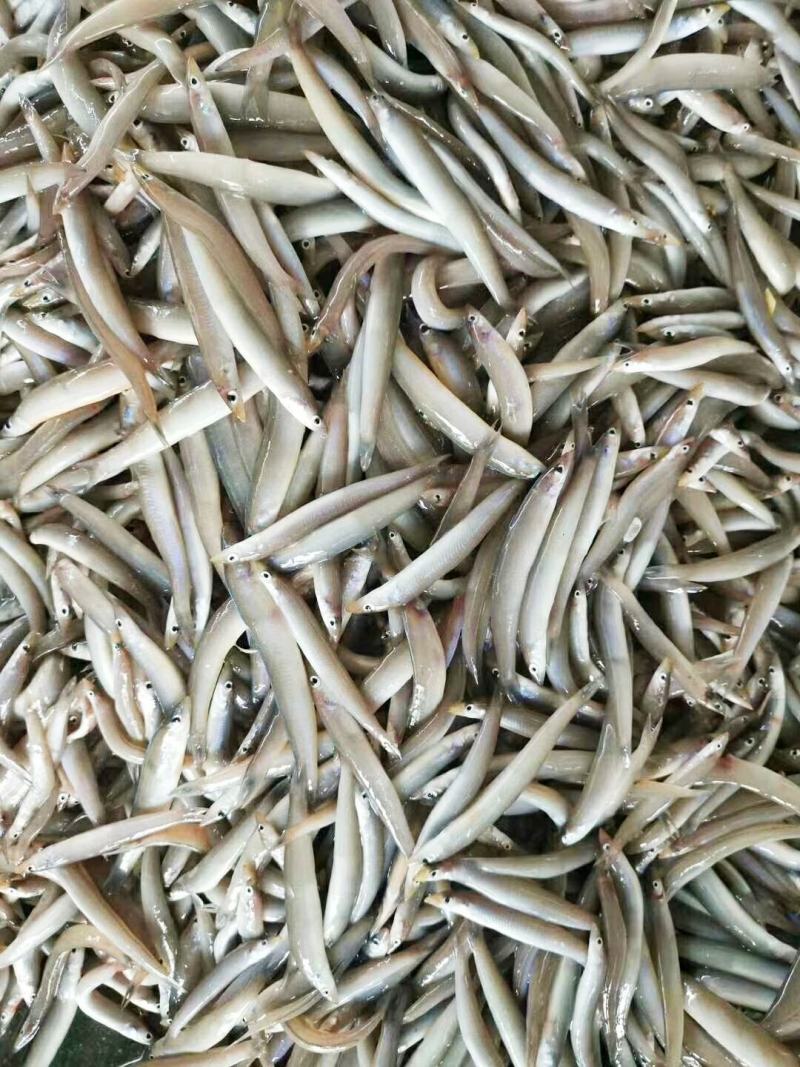 海泥鳅玉筋鱼冻海泥鳅鲜度好，大小均匀纯净无杂质
