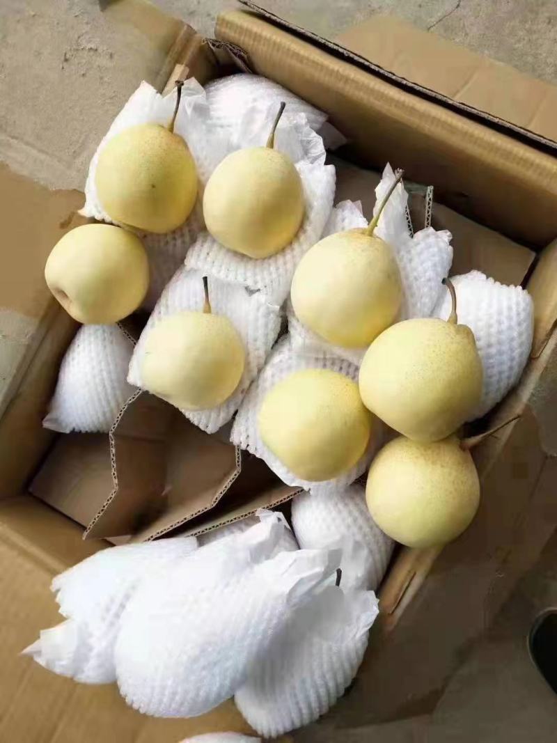 水晶鸭梨产地发货，全国供应，欢迎各地客商前来订货