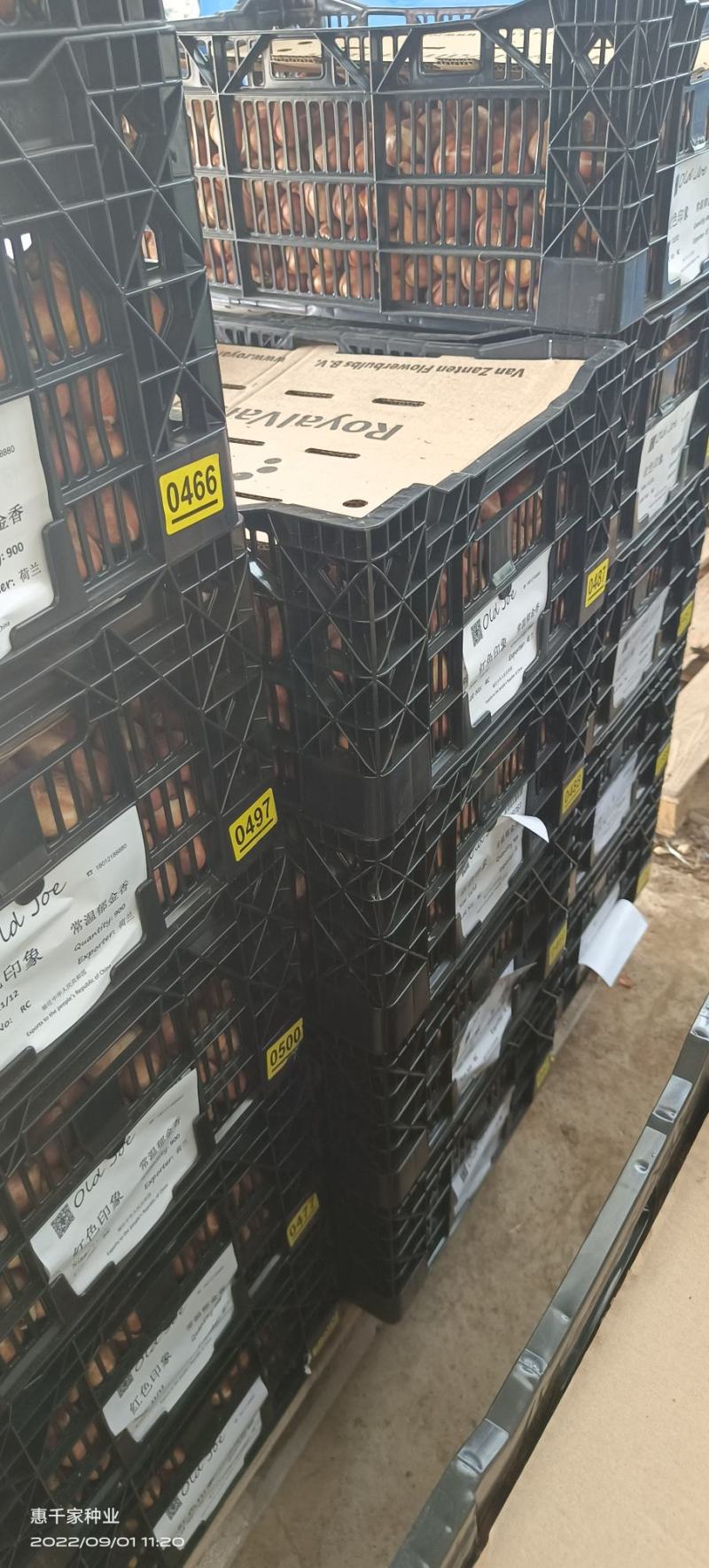 郁金香种球自然球荷兰进口粉色重瓣郁金香大种球带芽四季预售