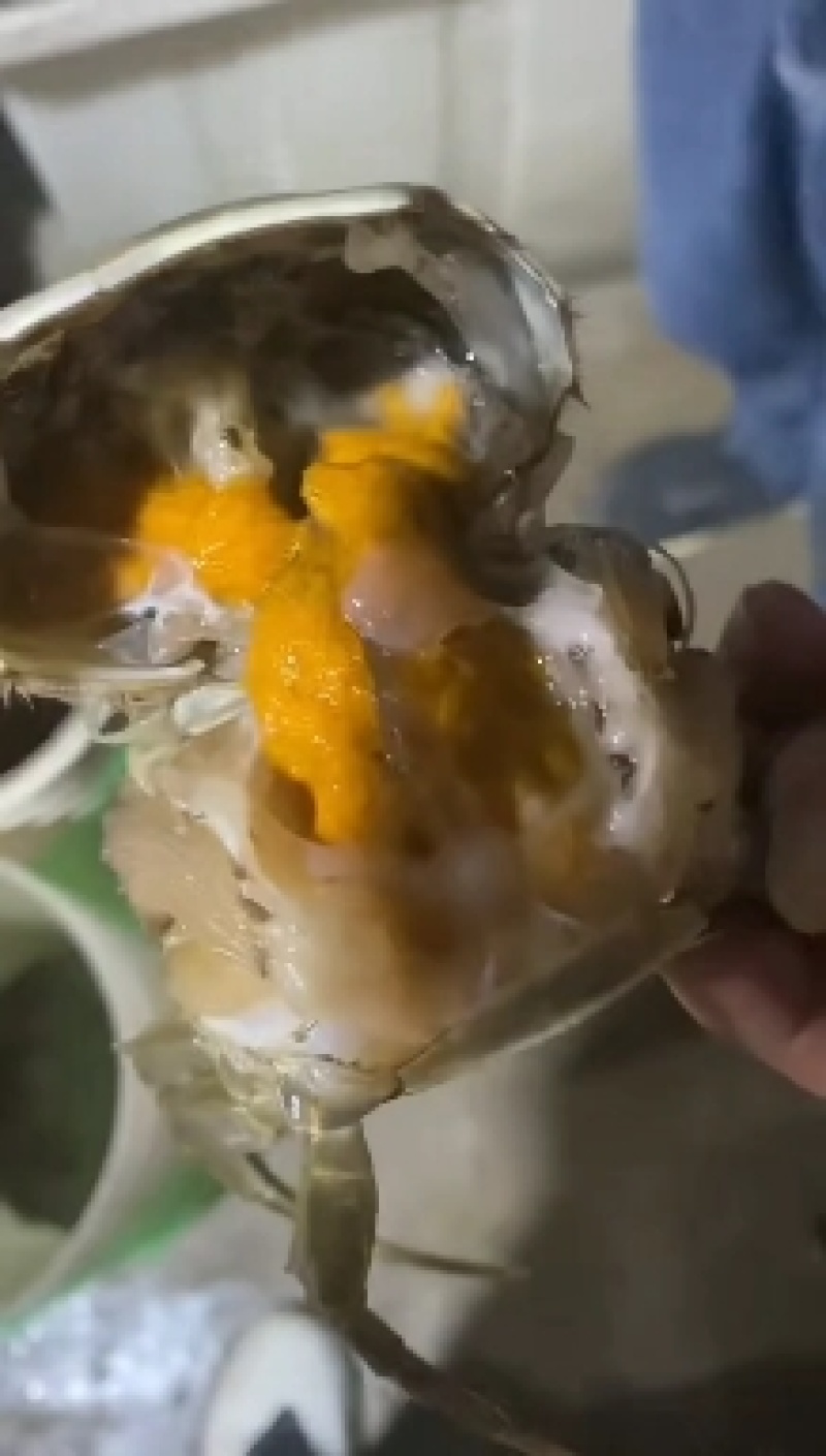 产地发货大闸蟹母蟹现捕现发整车冷链价格可议