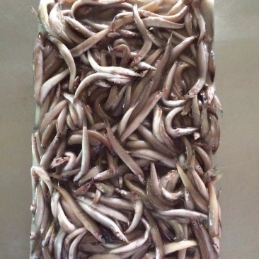 海泥鳅玉筋鱼冻海泥鳅鲜度好，大小均匀纯净无杂质