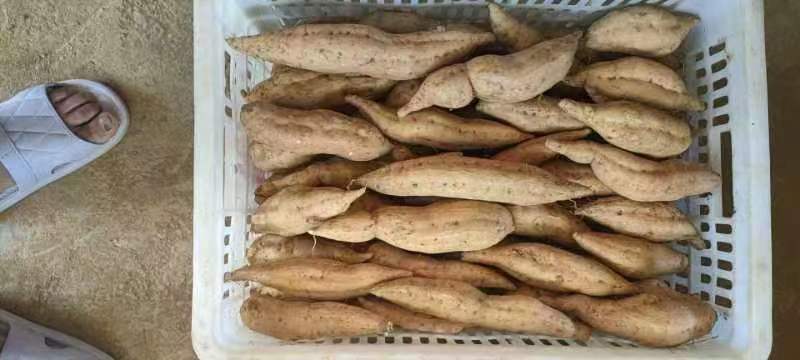 贵州紫云红心暮