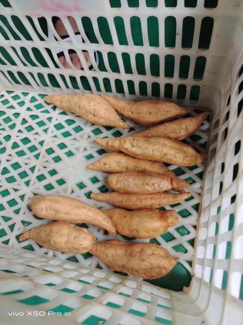 贵州紫云红心暮