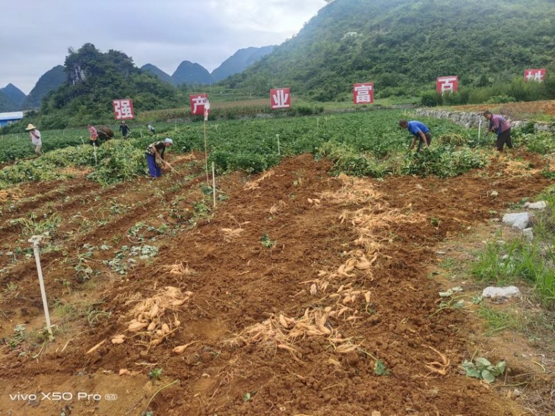 贵州紫云红心暮