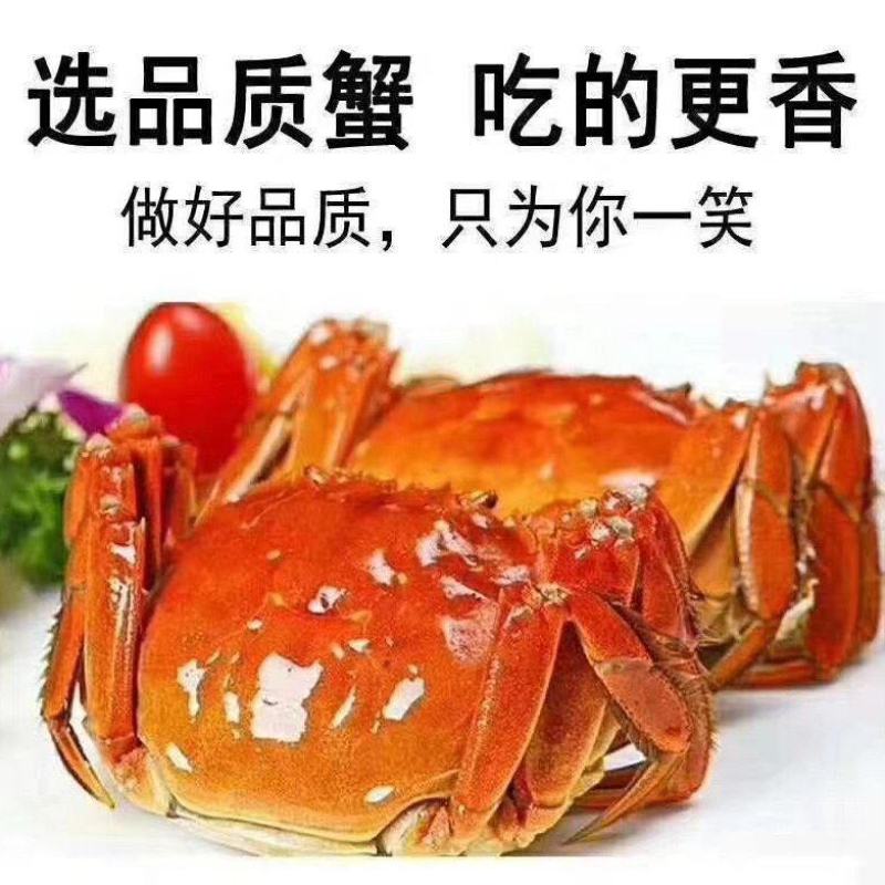 产地发货大闸蟹母蟹现捕现发整车冷链价格可议