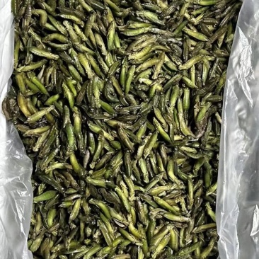 水蜻蜓，油壳郎