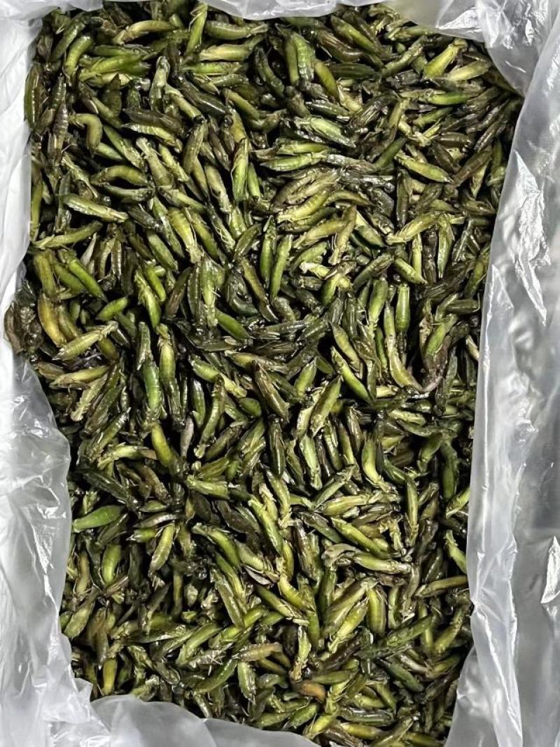 水蜻蜓，油壳郎