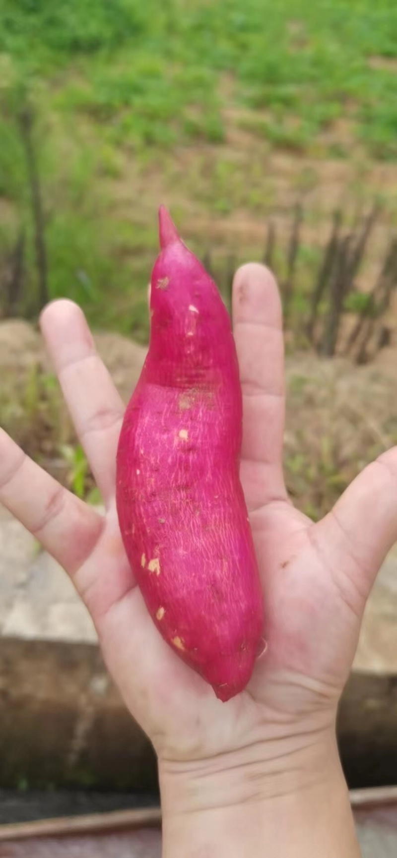 西瓜红红薯