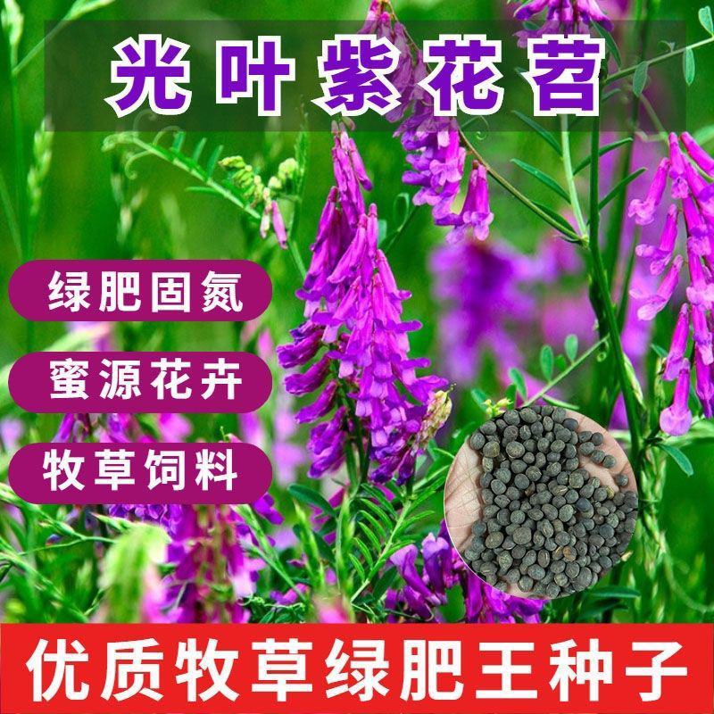 光叶紫花苕子种子毛野豌豆果园绿肥草蜜源花卉观赏绿植饲用