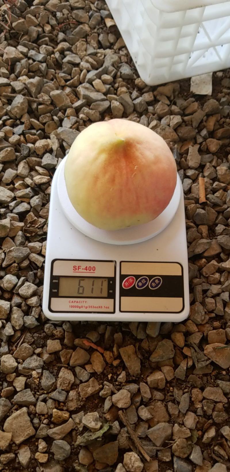 晚世纪中秋慧蜜口感脆甜个头巨大颜色粉红