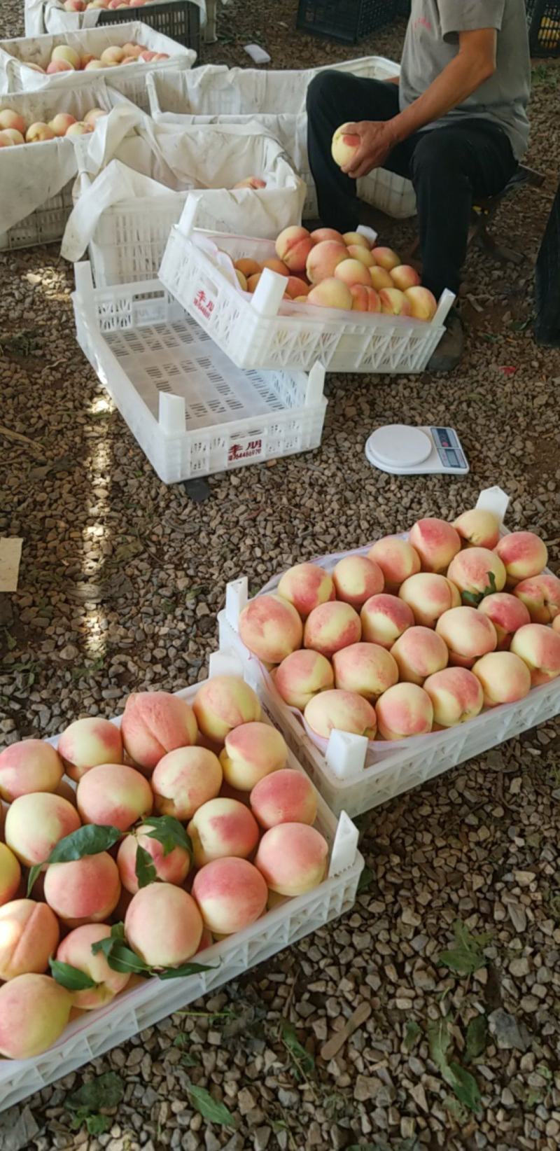 晚世纪中秋慧蜜口感脆甜个头巨大颜色粉红
