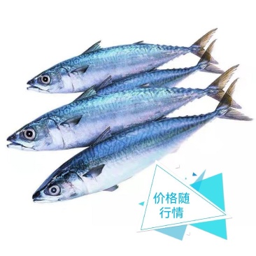 东海青占鱼新鲜鮐鲅鱼一手货源，大型批发商采够更优惠