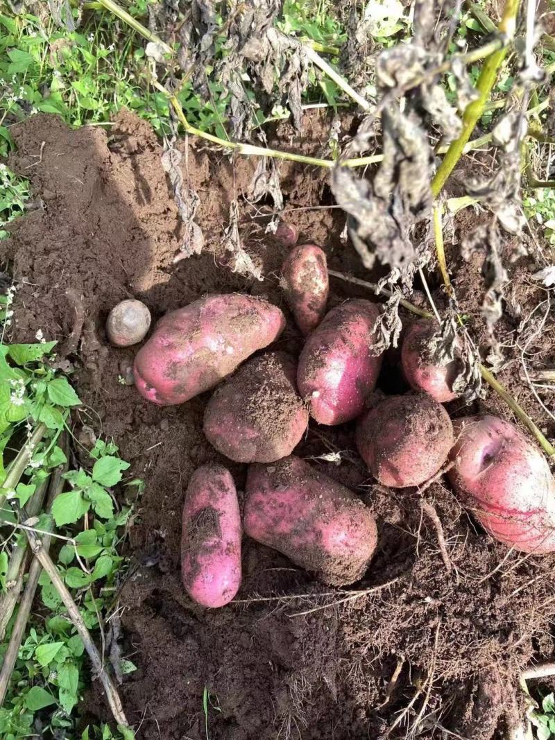 云南土豆青薯9号土豆大量上市产地直发量大从优欢迎联系