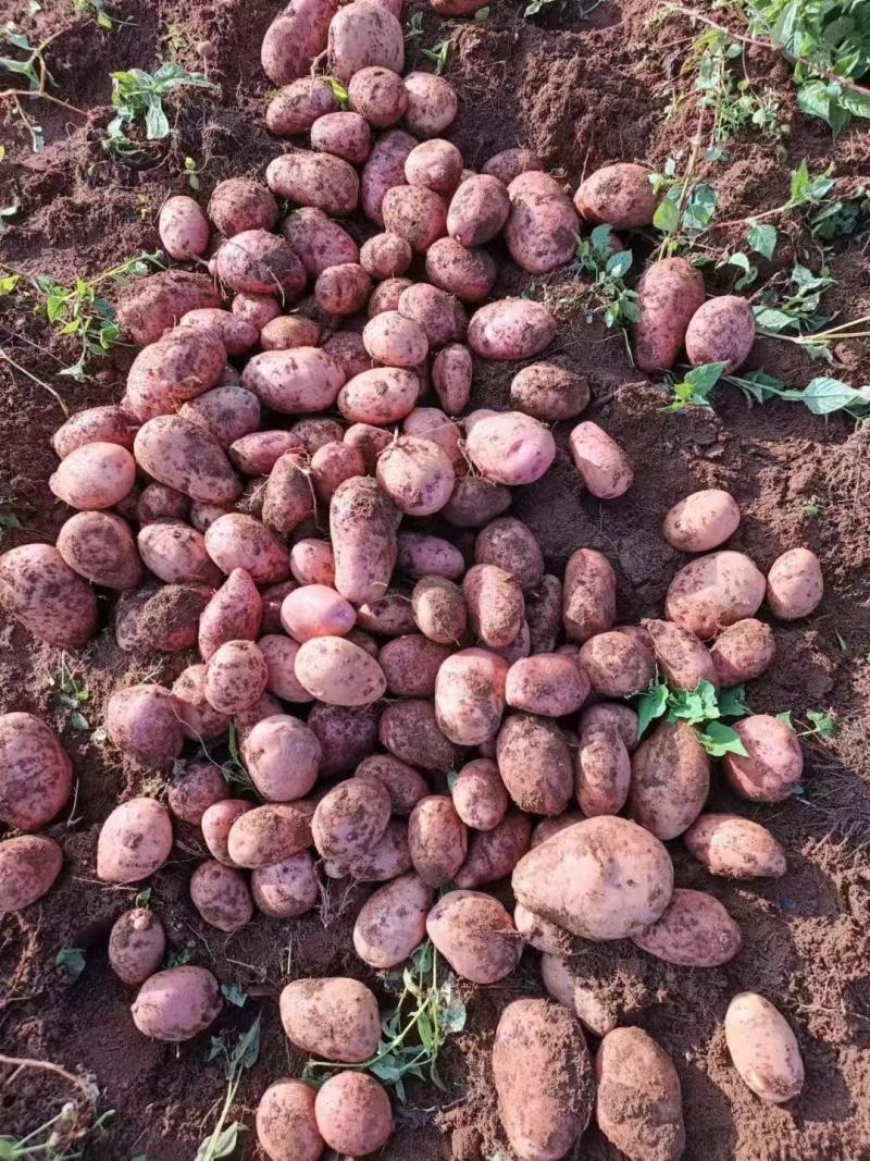 云南土豆青薯9号土豆大量上市产地直发量大从优欢迎联系